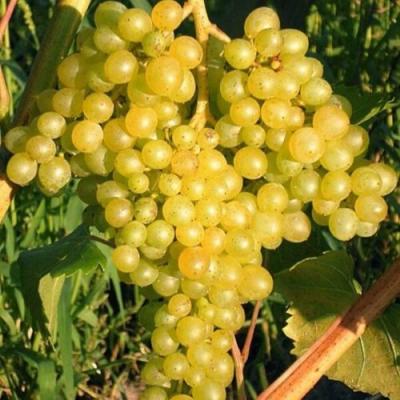 Желтый в Молодечно