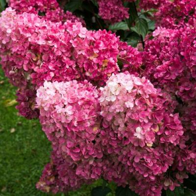 Фрайз в Молодечно