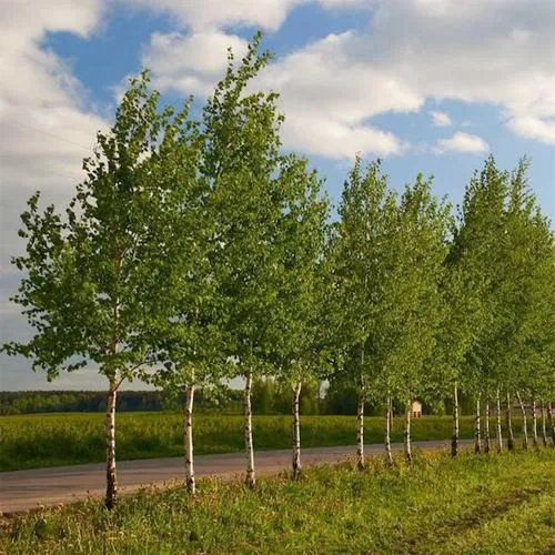 Береза обыкновенная в Молодечно