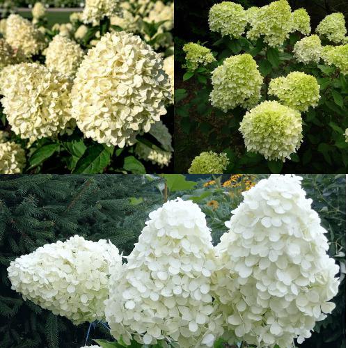 Комплект НЕЖНЫЙ КАПУЧИНО в Молодечно