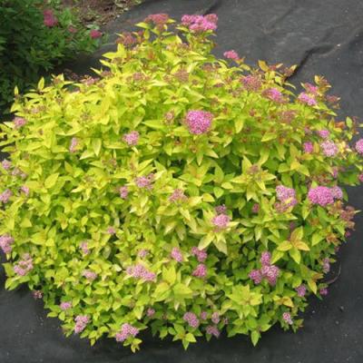 Голден в Молодечно