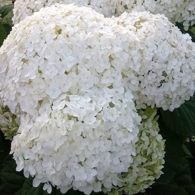 Белая в Молодечно