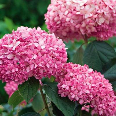 Розовая в Молодечно