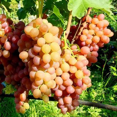 Сладкий в Молодечно