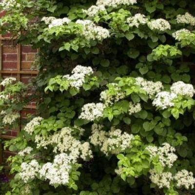 Черешковая в Молодечно