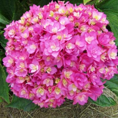 Ремонтантная в Молодечно