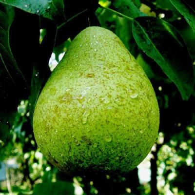 Зеленая в Молодечно