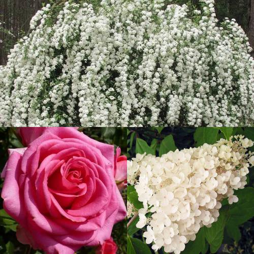 Комплект ВЕЧНАЯ КЛАССИКА в Молодечно