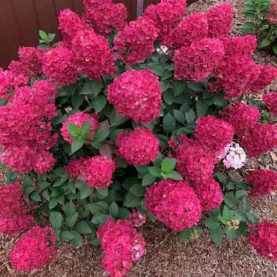 Красная в Молодечно