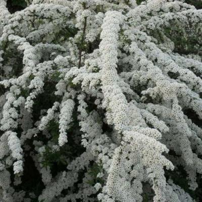 Серая в Молодечно