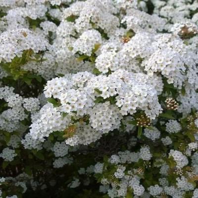 Белая в Молодечно