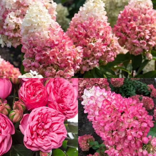 Комплект МАЛИНОВЫЙ ДЕСЕРТ в Молодечно