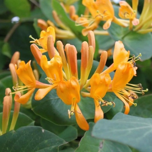 Жимолость ТЕЛЬМАНА в Молодечно