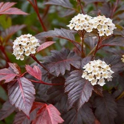 Бордовый в Молодечно