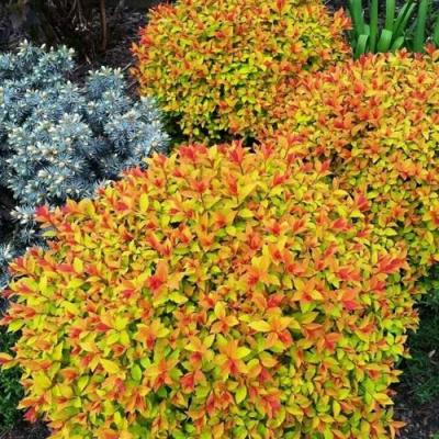 Низкорослая в Молодечно