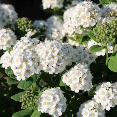 Березолистная в Молодечно