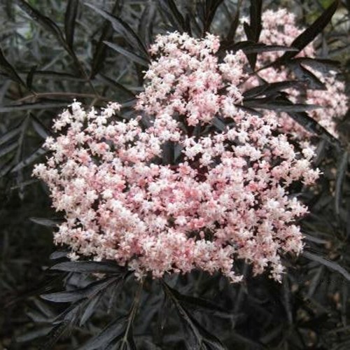 Бузина черная БЛЭК ЛЕЙС ЕВА в Молодечно