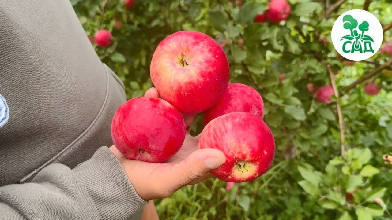 Превью видео