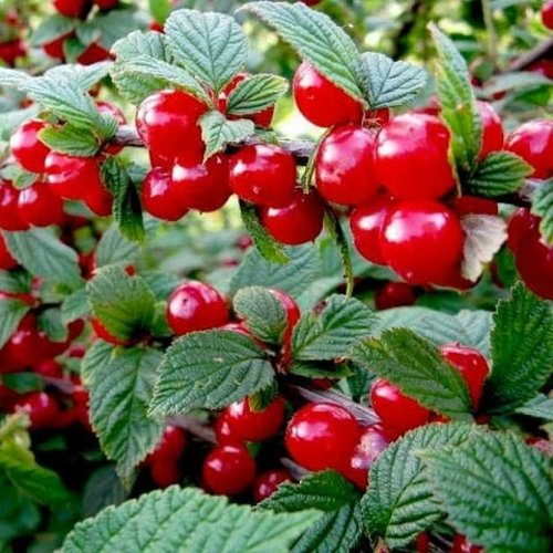 Вишня ВОСТОРГ войлочная в Молодечно