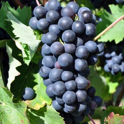 Круглый в Молодечно