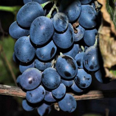 Синий в Молодечно