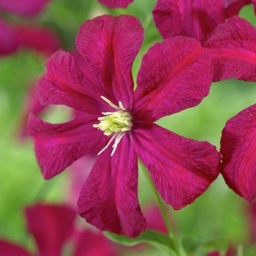 Клематис МАДАМ ДЖУЛИЯ КОРРЕВОН в Молодечно