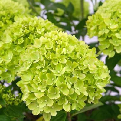 Зеленая в Молодечно