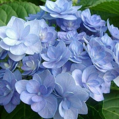 Голубая в Молодечно