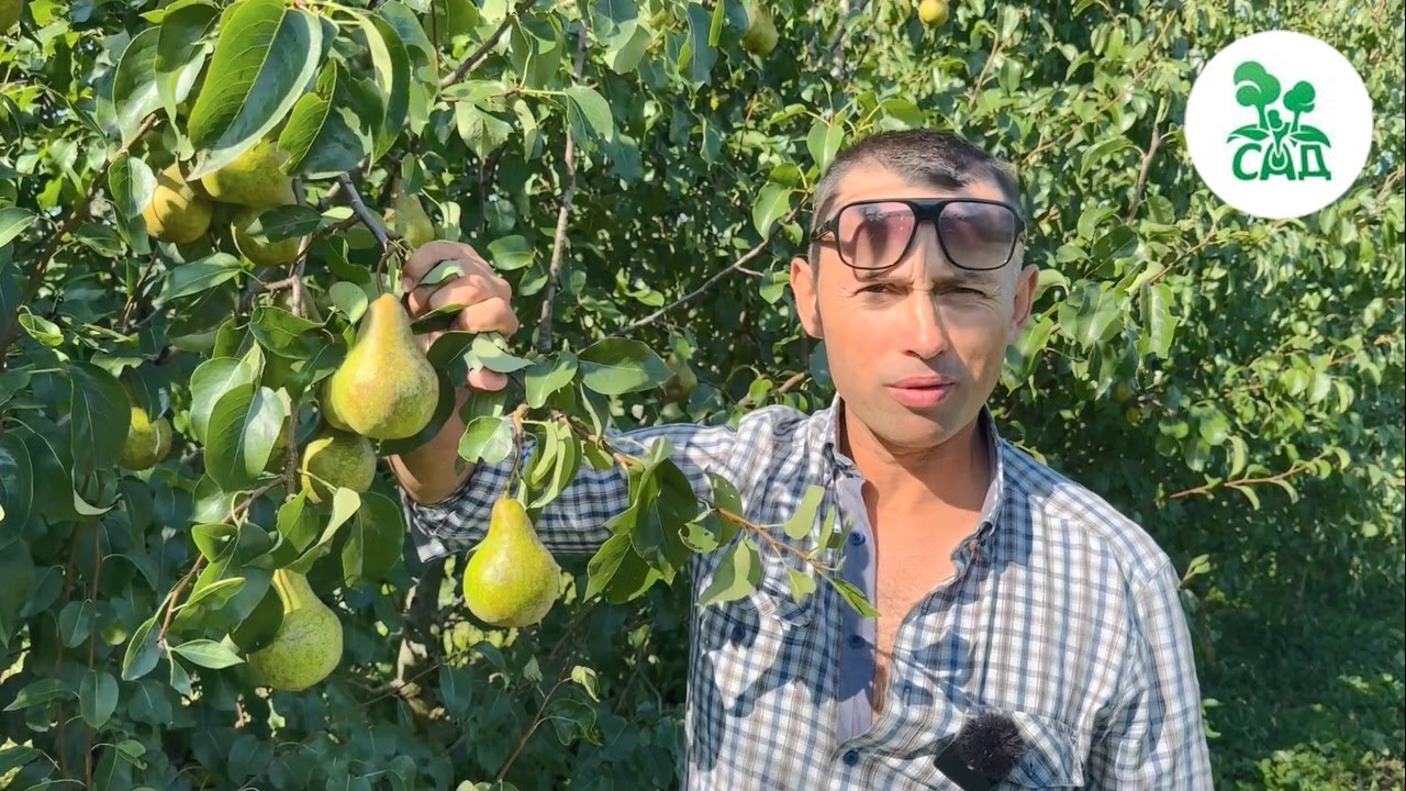 Превью видео