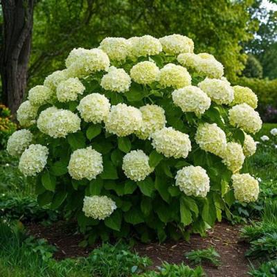 Большие (высокие) в Молодечно