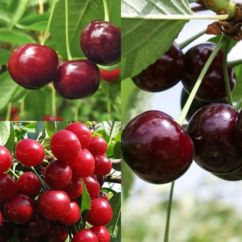 Комплект ВИШНЕВЫЙ САД в Молодечно