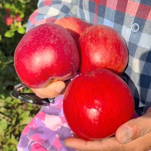 Яблоня ПАМЯТЬ СЮБАРОВОЙ в Молодечно
