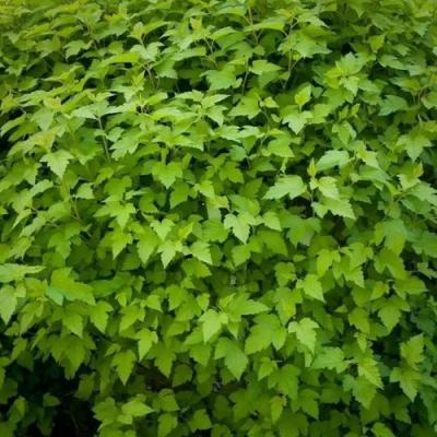 Зеленый в Молодечно