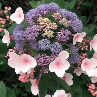 Шершавая в Молодечно