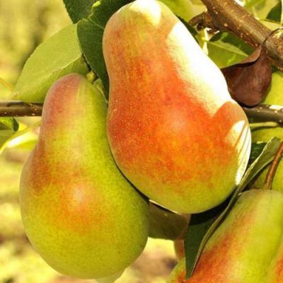 Красавица в Молодечно