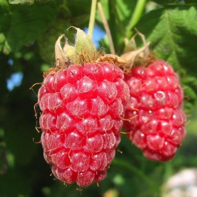 Крупная в Молодечно