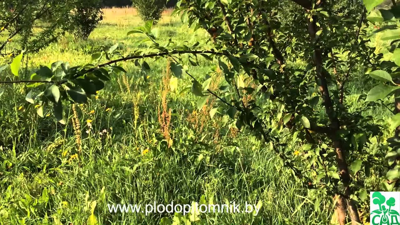 Превью видео