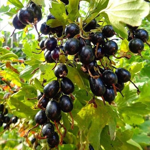 Смородина золотистая ОВАЛЬНАЯ в Молодечно