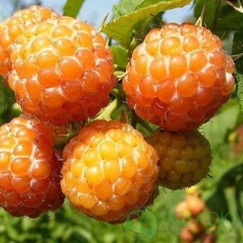 Малина КУМБЕРЛЕНД желтая в Молодечно