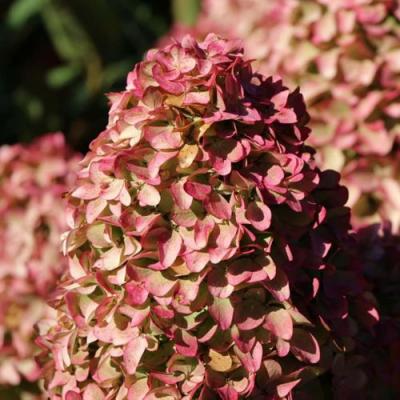 Мэджикал в Молодечно