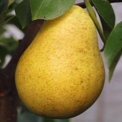 Крупная в Молодечно