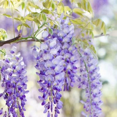 Глициния в Молодечно