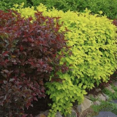 Калинолистный в Молодечно