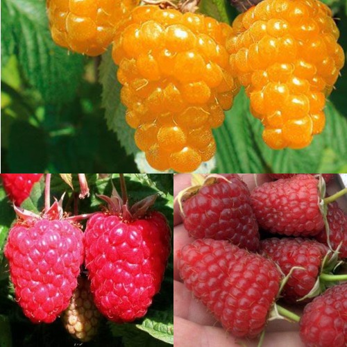 Комплект ЗОЛОТАЯ МАЛИНА в Молодечно