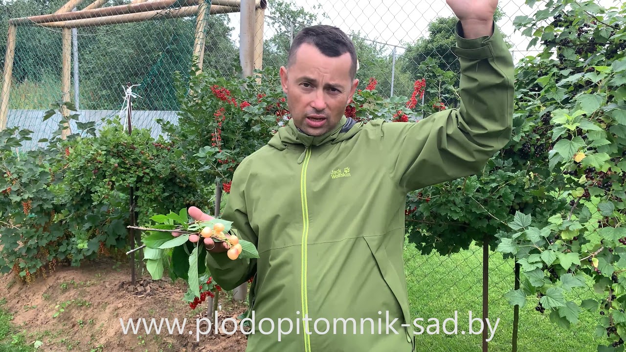 Превью видео