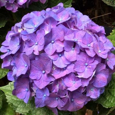 Фиолетовая в Молодечно