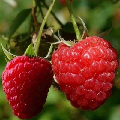 Кустовая в Молодечно