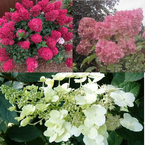 Комплект САД ЭМОЦИЙ в Молодечно