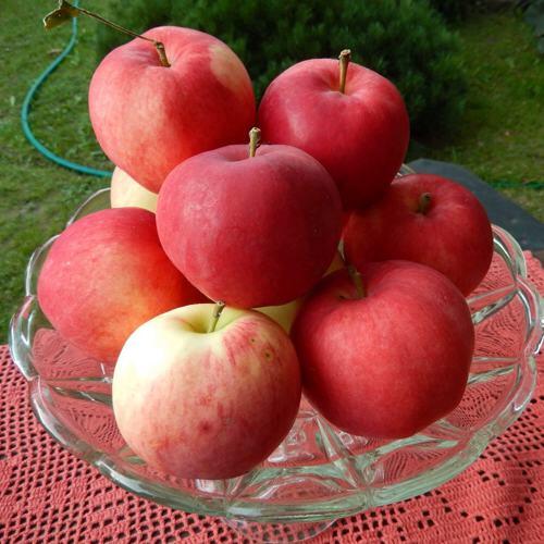 Яблочный спас описание сорта