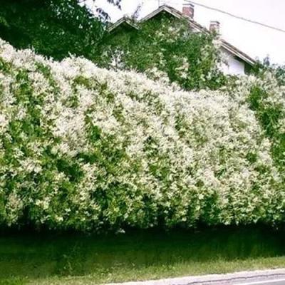 Фаллопия в Молодечно